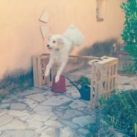 Photo de profil de Pixie