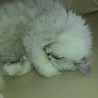 Photo de profil de Idir