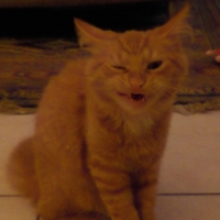 Photo de profil de Felix