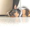 Photo de chanel, Pinscher Nain