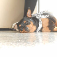 Photo de profil de chanel