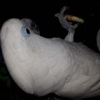 Photo de profil de Kiwi