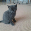 Photo de Lady, Chartreux