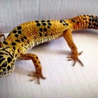 Photo de profil de Freddy
