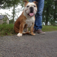 Photo de profil de IGOR