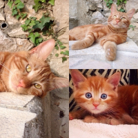 Photo de profil de O'Malley