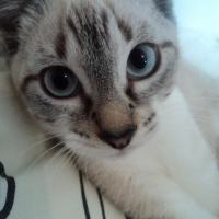 Photo de profil de GAYA