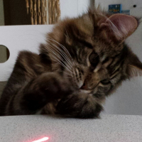 Photo de profil de Léon 