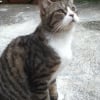Photo de Jacky, Scottish Fold