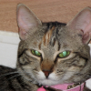 Photo de Cookie