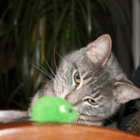 Photo de profil de VELOUR 