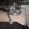 Photo de simba