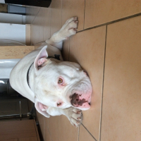 Photo de profil de Iron