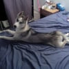 Photo de Layko