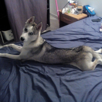 Photo de profil de Layko