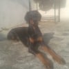 Photo de Laika