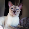 Photo de Achille, Siamois