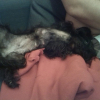 Photo de chipie