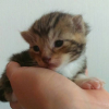 Photo de tigrou