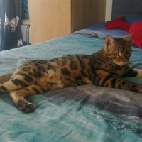Photo de profil de Bijou