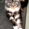 Photo de Choupette