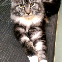 Photo de profil de Choupette