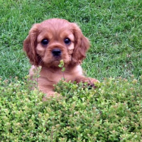 Photo de profil de inaya
