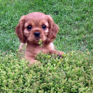 Photo de profil de inaya