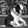 Photo de jo, Boston Terrier