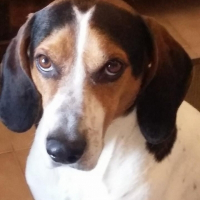 Photo de profil de Boogie