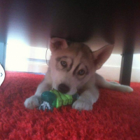 Photo de profil de Hulky
