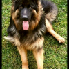 Photo de Ikar