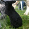 Photo de Blackos
