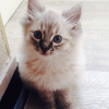 Photo de Chipie, Sacré de Birmanie