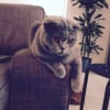 Photo de Izi, Scottish Fold