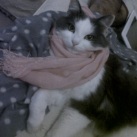 Photo de profil de kitty