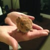 Photo de knacky, Cochon d’Inde