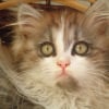Photo de Guess