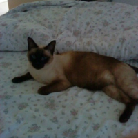 Photo de profil de Mickey