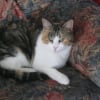Photo de minette