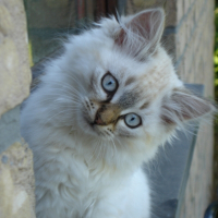 Photo de profil de Duchesse