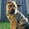 Photo de Joke , Shar-Pei