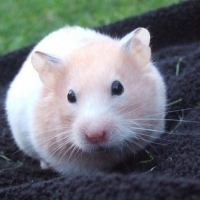 Photo de profil de Chanel