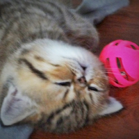 Photo de profil de  Kiss Junior