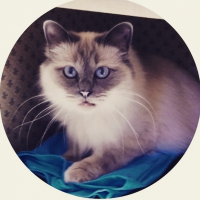 Photo de profil de Igloo