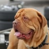 Photo de Daytona