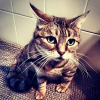 Photo de Dixie