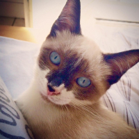 Photo de profil de Lune