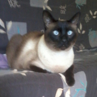 Photo de profil de RAMSES