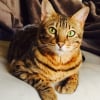 Photo de Hermès Hiro-san, Bengal